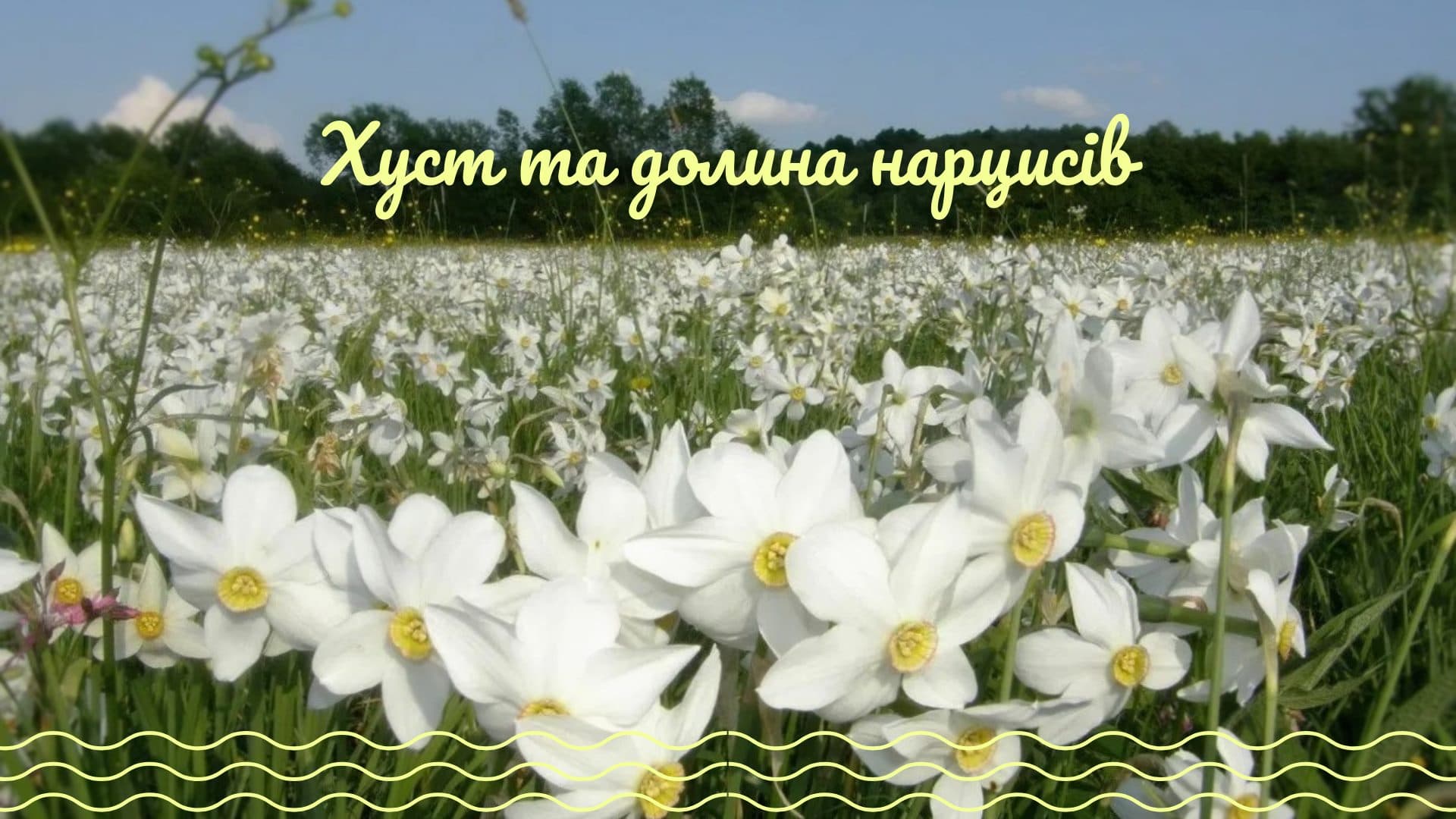 Закарпаття на травневі – долина нарцисів та Хуст