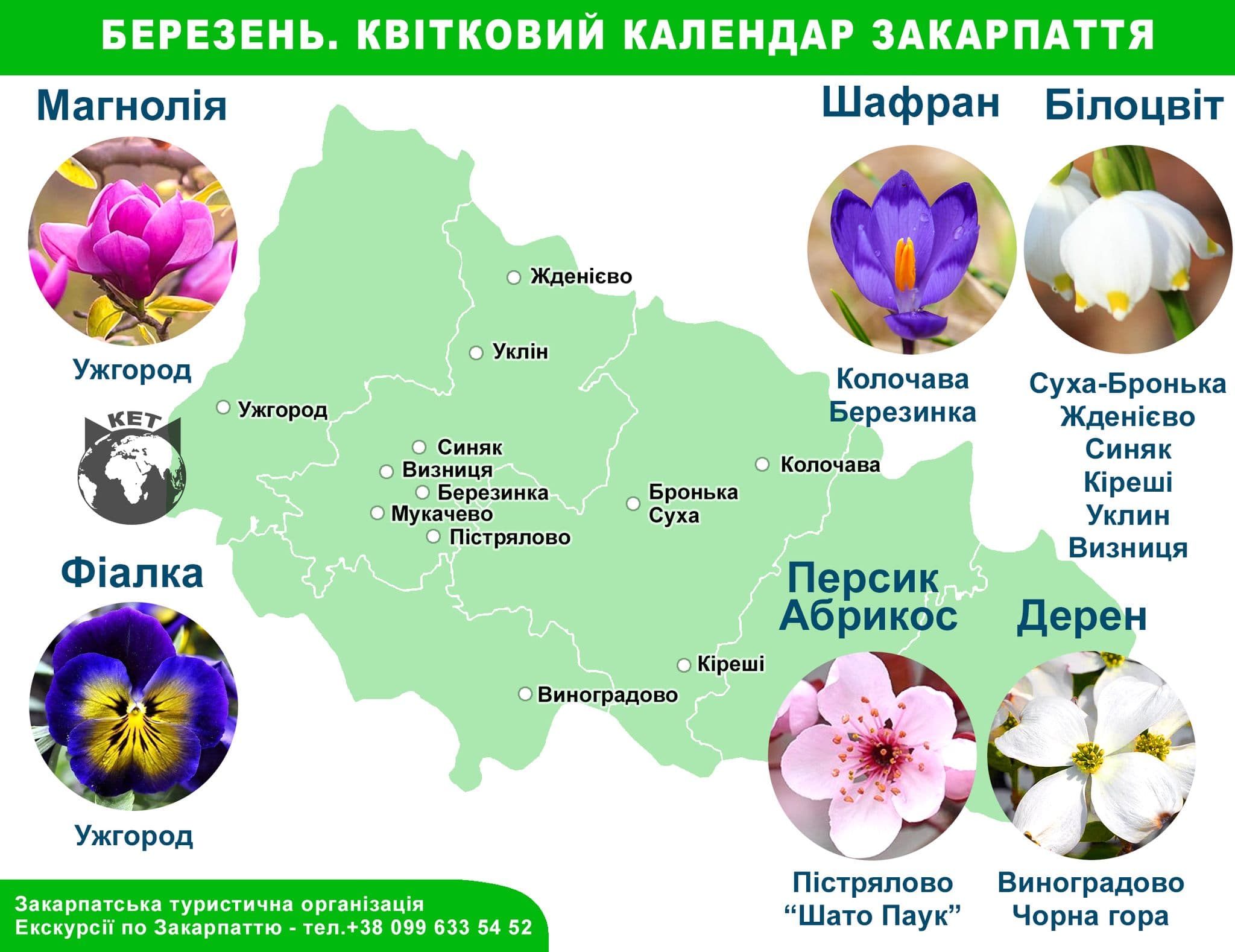 Весняні квіти Закарпаття: що квітне у березні?