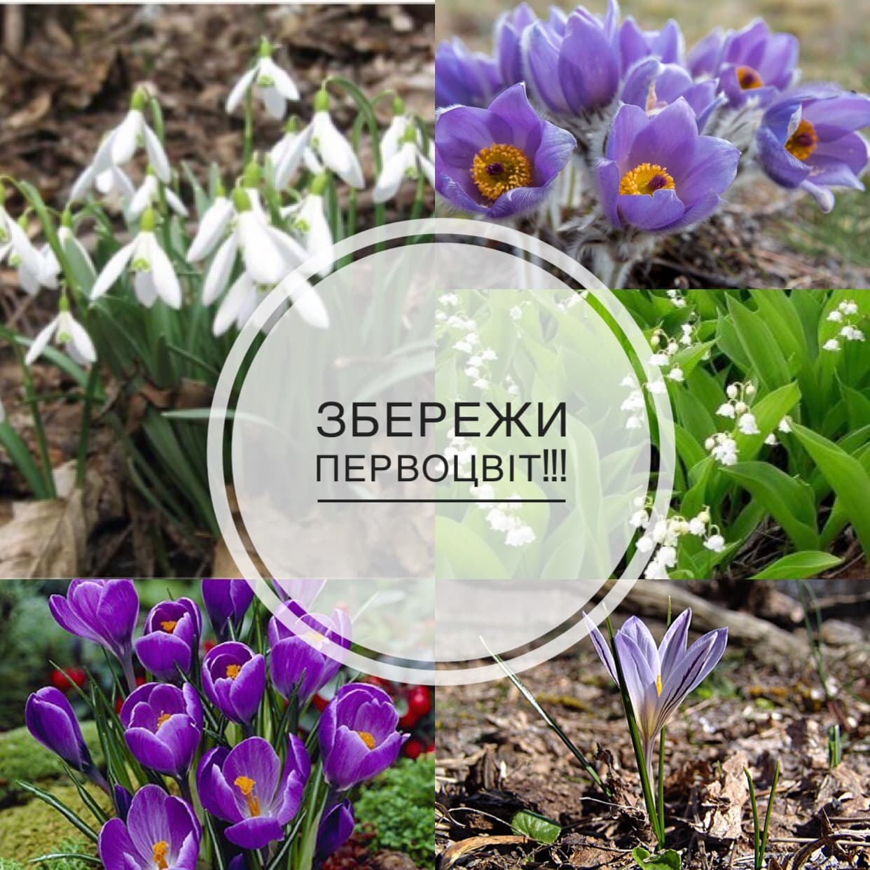 Не знищуйте первоцвіти! Захистіть природу України!
