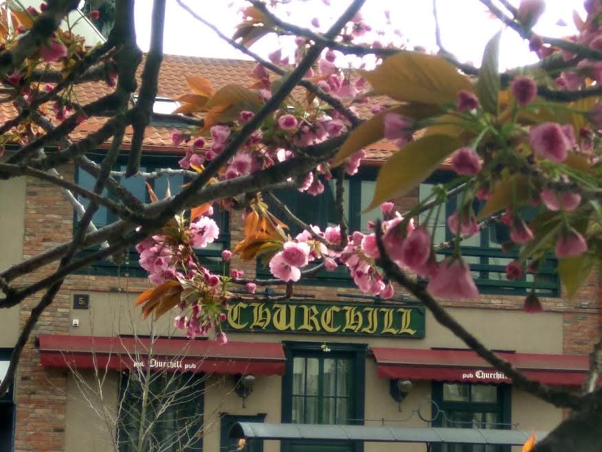 Стан бутонів сакури в Ужгороді