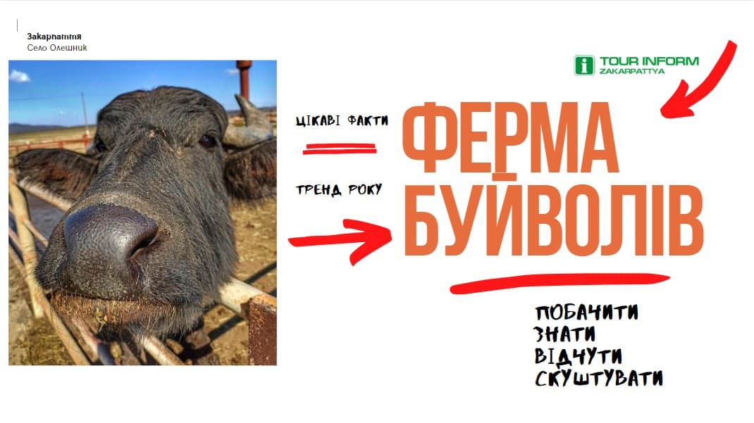 Цікаві факти - ферма буйволів на Закарпатті