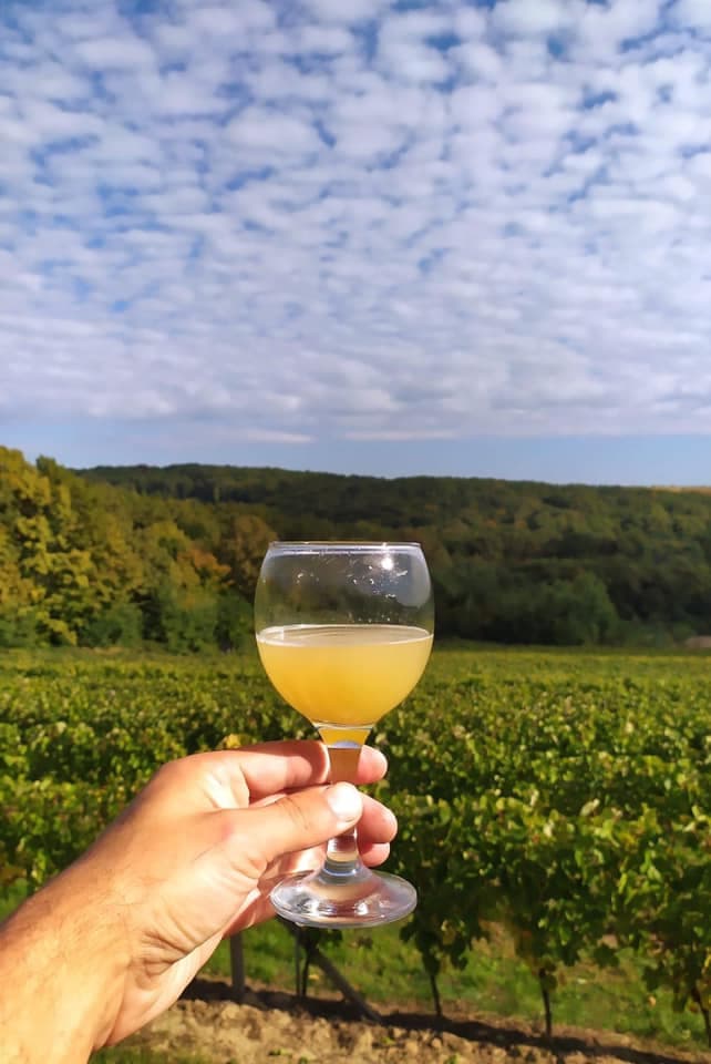 День Бурчака 2021 на винниці Čopak wine