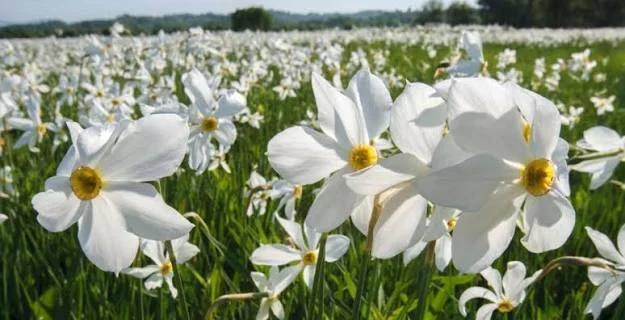 У Хусті очікують початок цвітіння долини нарцисів на початку травня