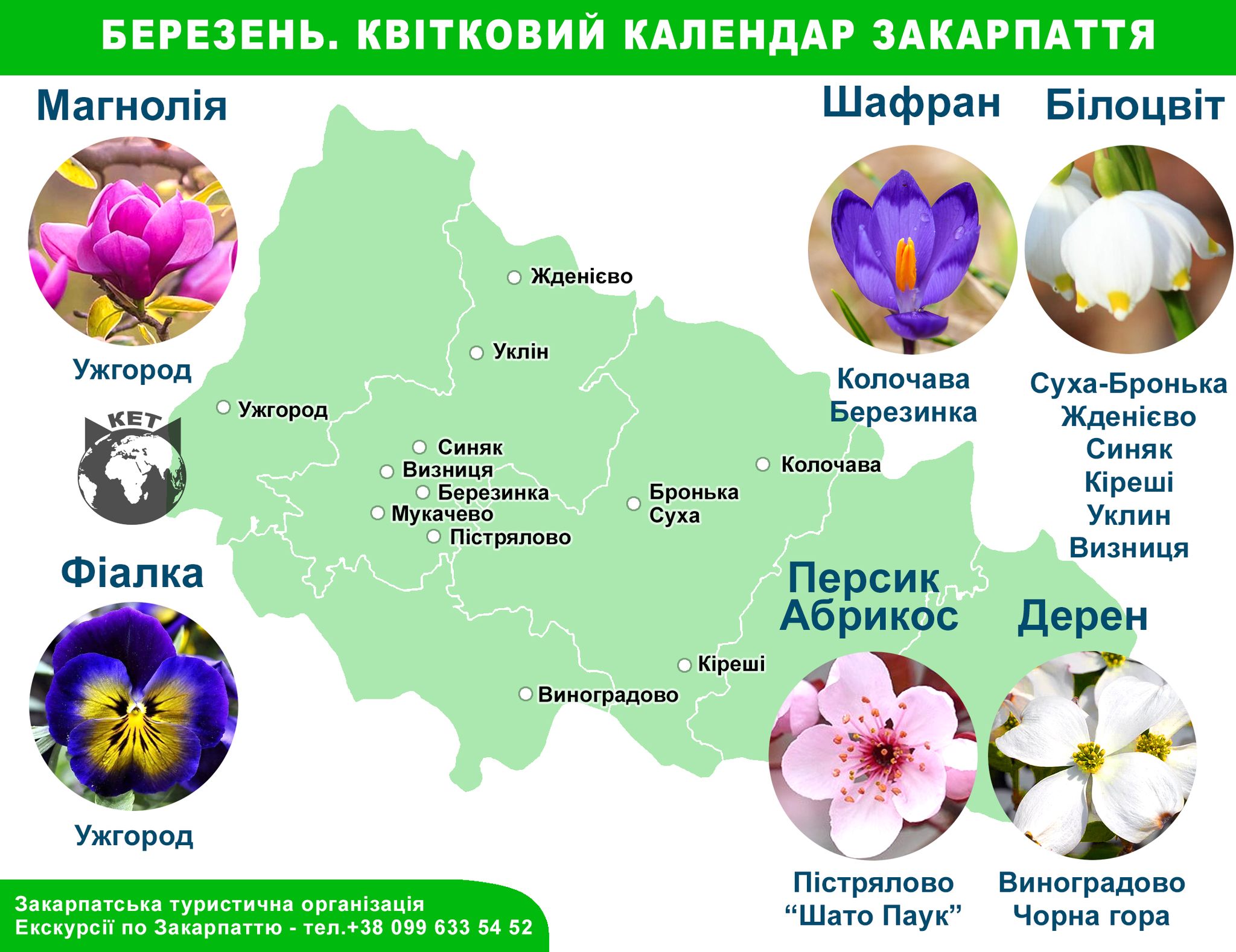 Весняні квіти Закарпаття: що квітне у березні?