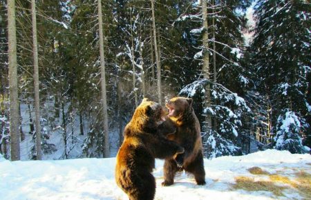 Українські Карпати, це природне середовище, де вільно себе почувають бурі ведмеді, тут вони харчуються, розмножуються та виконують свою місію, господарів лісів.
