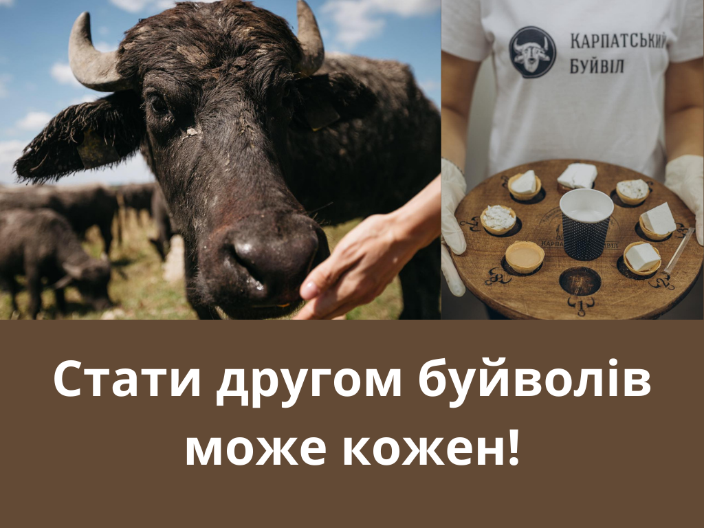 5 аргументов, чтобы посетить ферму буйволов в Закарпатье