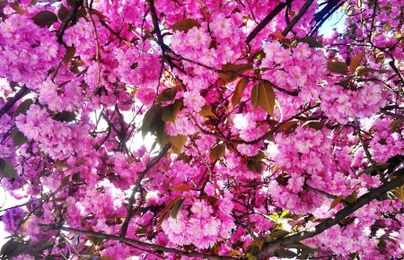 Якщо Ужгородські дерева вдягаються у рожевий колір, це квітнуть сакури в Ужгороді! Час їхати до Закарпаття!