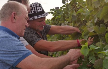 Відомий співак Олег Скрипка перебуваючи на Закарпатті ближче познайомився з культурою виноробства краю, та, можливо виявив бажання зробити власне, авторське вино.