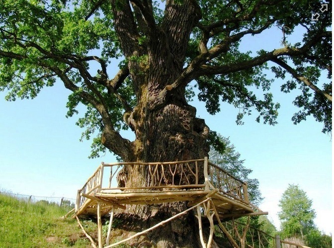 Найстаріші дерева України ростуть у селі Стужиця