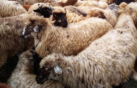 Гурманів запрошують на фестиваль Бринза Хустщини, щоб дізнатись більше про овечу бринзу та вівчарство, на території Хустського району, Закарпаття.