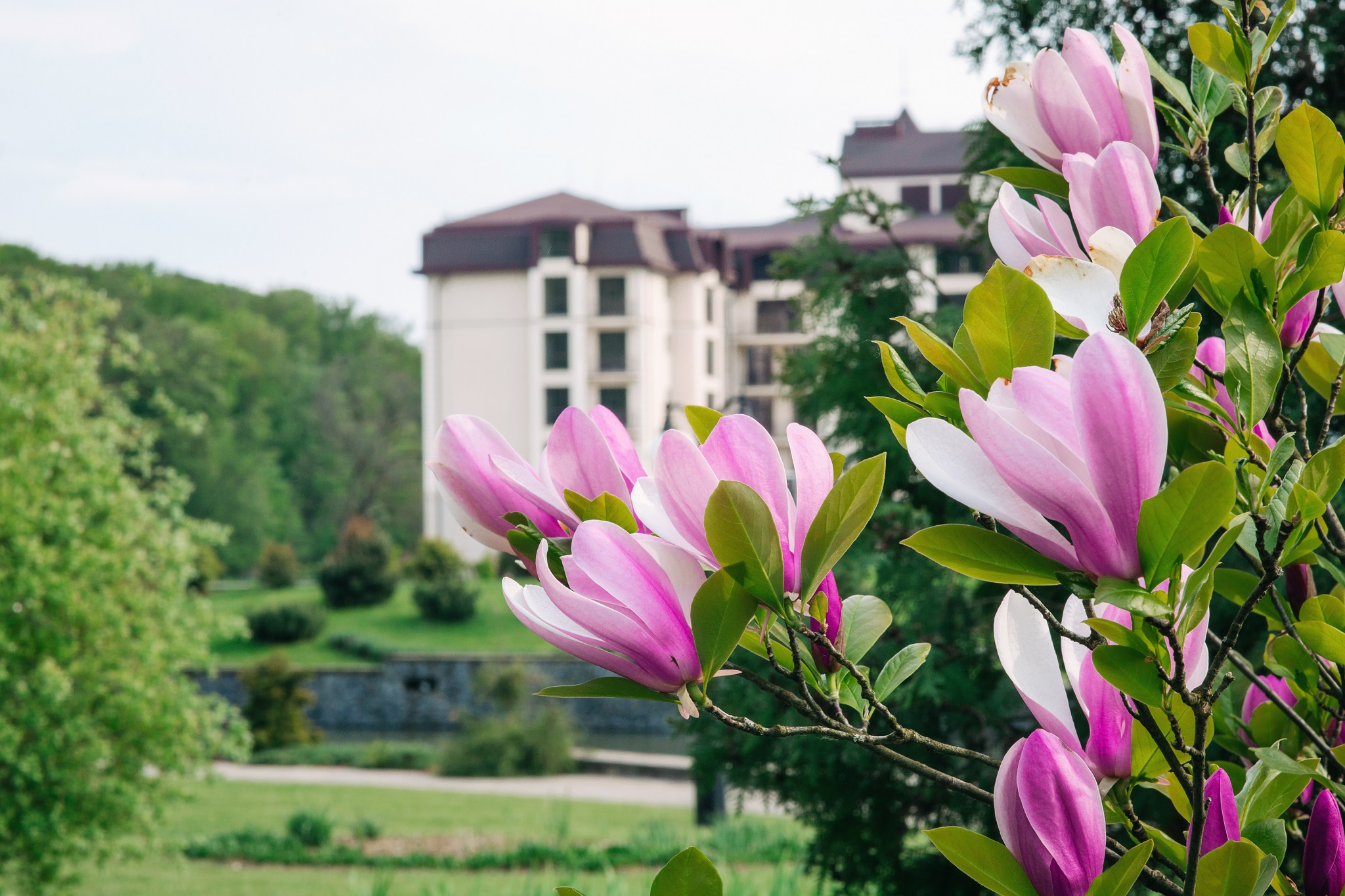 Весняне цвітіння дендропарку Санаторного Комплексу “Деренівська Купіль” вабить своєю красою