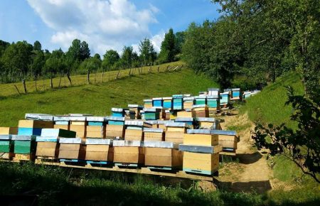 Туристів у національному парку Синевир познайомлять з унікальністю карпатської бджоли, покажуть роботу пасіки, навчать розрізняти та дегустувати мед, проведуть новини туристичними стежками.