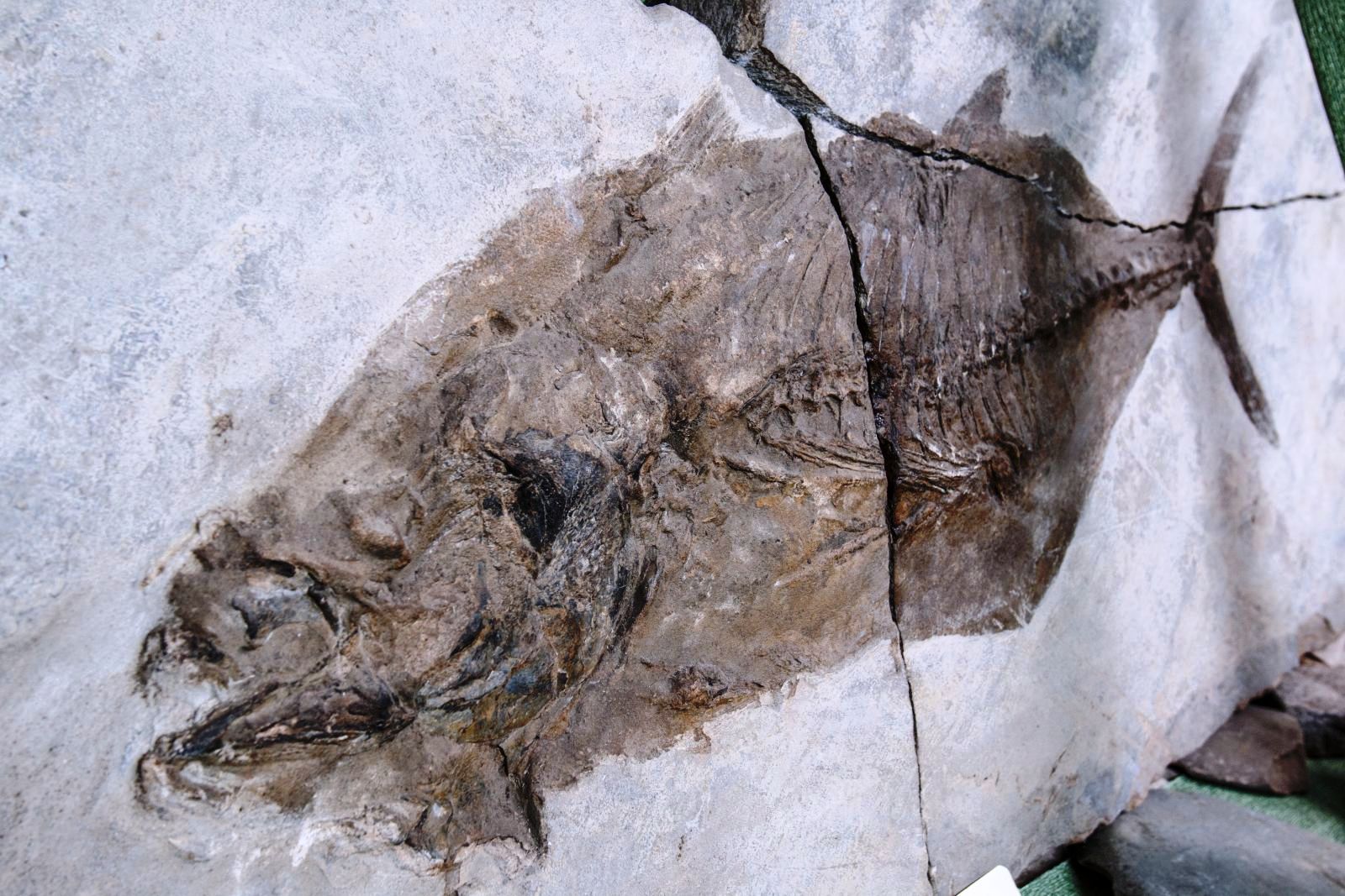Побачити в Закарпатті – скам’янілий тунець віком 33 млн роки