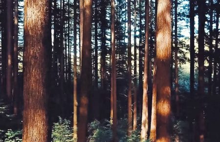 Гігантські хвойні дерева, висотою 60 метрів що ростуть у селі Тур’я-Ремета зачаровують та створюють уніклаьну атмосферу дорогою з Перечина у Лумшори чи Воєводино.