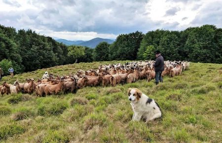 Чому варто розповідати більше про традиційне вівчарство у Закарпатті? Важливо поважати вівчарів, знати традиції, цінність продуктів, які вони виготовляють.