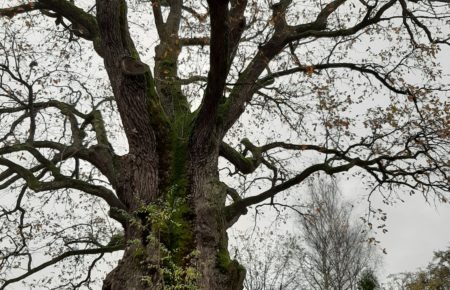 Турінформ Закарпаття проводить опитування серед читачів, яке дерево на вашу думку заслуговує на титул "Закарпатське дерево року".
