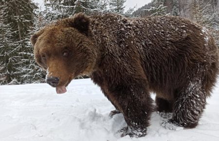 Неймовірне відео розваг ведмедів посеред зими, на території "Центру реабілітації бурих ведмедів" відзняв Олег Вишневий.