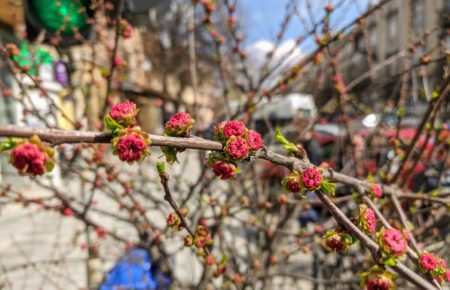 Сезон цвітіння екзотичних дерев в Ужгороді відкрито, мигдаль буде квітнути протягом двох тижнів, та готується передати естафету сакурам.