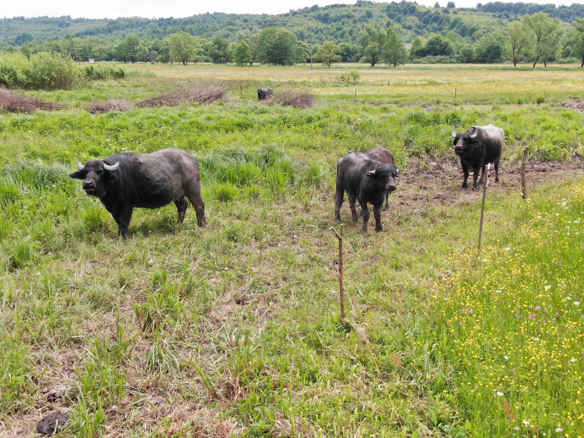 Карпатські буйволи у Долині нарцисів