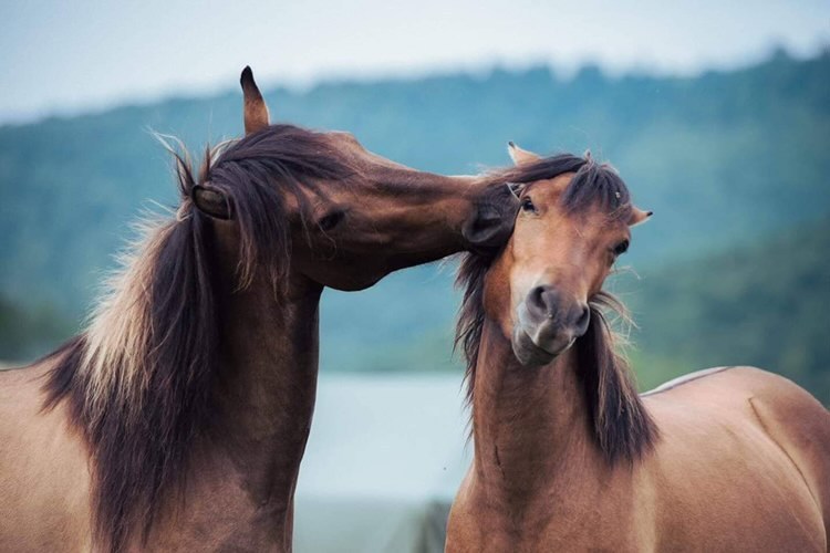 Тематичний відпочинок в Карпатах з табуном коней – новинка 2021 року