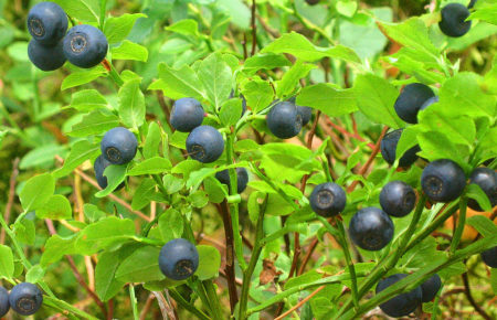 Чорниця - одна з найсмачніших дикорослих рослин, як і малина, її можна зустріти під час походів в Карпати, є джерелом заробітку для місцевих жителів.