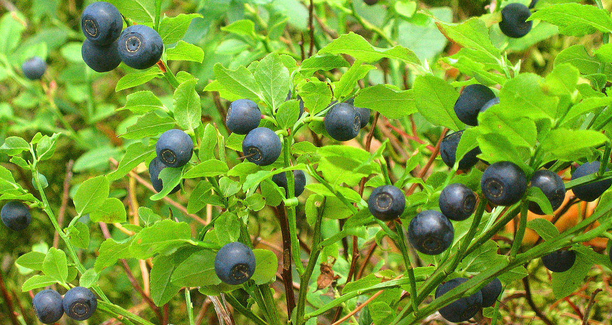 Чорниця – корисна та смачна ягода в Карпатах