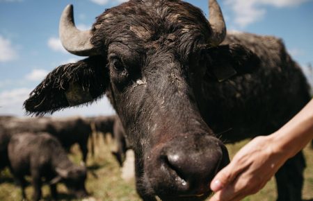 Дегустація сиру на фермі Карпатський буйвіл, унікальна через те, що тут вам запропонують палітру сирів та молочних продуктів з молока буйволів.