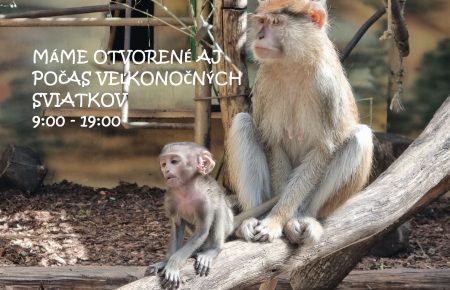 Зоопарк міста Кошице запрошує на Великодній вікенд, чудова нагода побачити не лише цікаву програму, але й новинки сезону, як дорослим так і дітям.