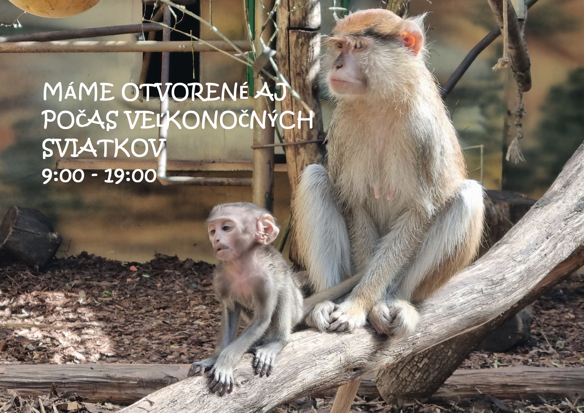 Зоопарк міста Кошице запрошує на Великодній вікенд
