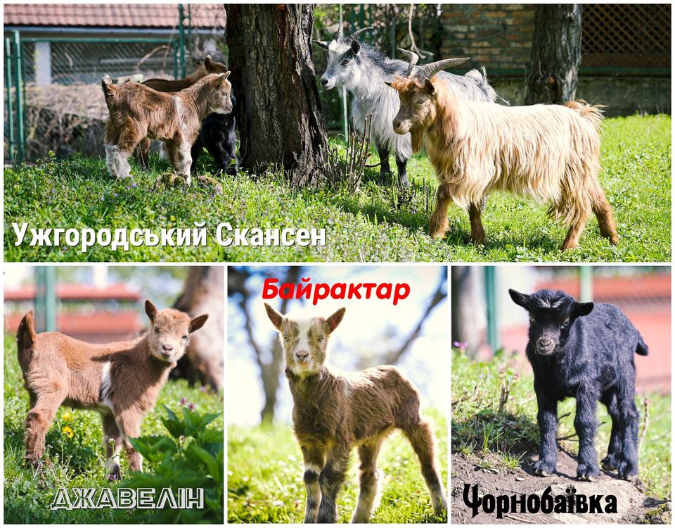 В Ужгороді козенят назвати Байрактар, Джавелін та Чорнобаївка