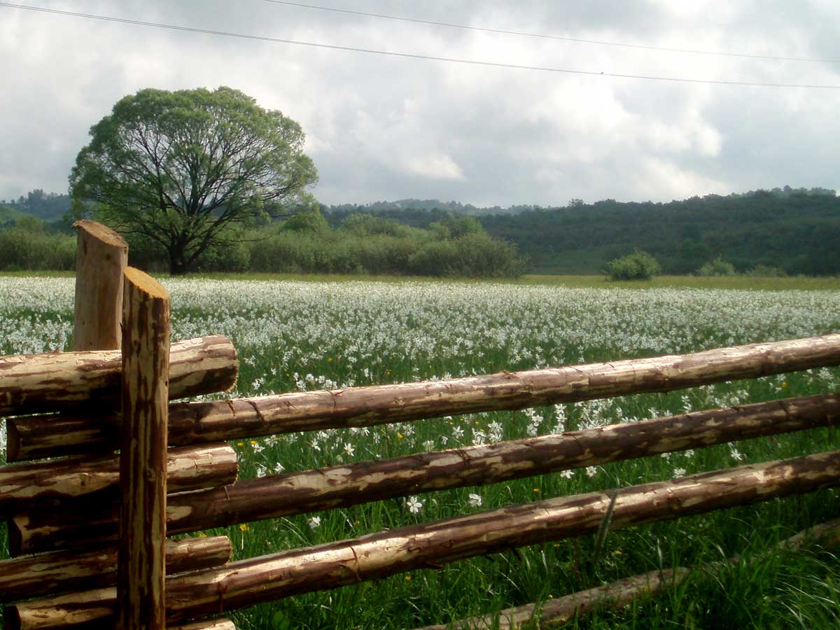 Долина нарцисів у селі Кіреші почне квітнути на 8 – 10 травня