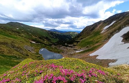 Червень виправдовує свою назву цвітінням «червоної рути», на схилах гірських масивів Карпатського біосферного заповідника на Рахівщині.