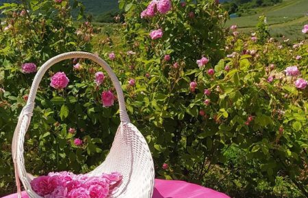 Розквітла “Трояндова поляна”, квітнуть сотні кущів ефіроолійної троянди дамаської, помилуватися цим дивом можна на Лавандовій горі в Перечині.