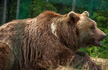 Найбільший хижак України – бурий ведмідь, його можна побачити під час перебування на території нацпарку Синевир.