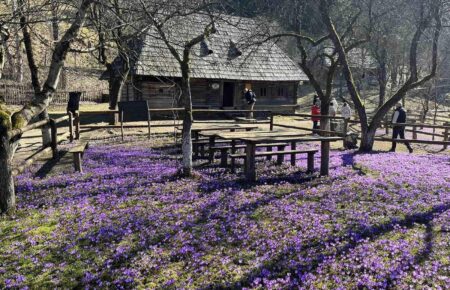 Відкрийте для себе кольори та смаки весни, здійснивши візит на поле Шафранів у Колочаві, що квітне у цей період та є популярним місцем для відновлення сил у Закарпатті.