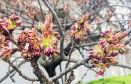 Подивитись, як квітнуть прекрасні сакури в Ужгороді у 2023 році, можна буде у середині квітня, це гарний період для візиту.