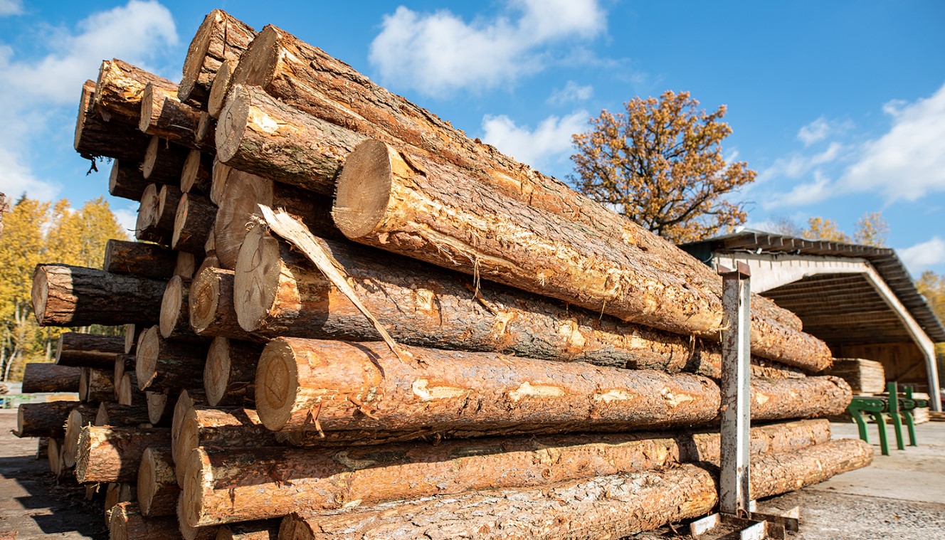 Як працює інтернет аукціон продажу деревини для бізнесу?