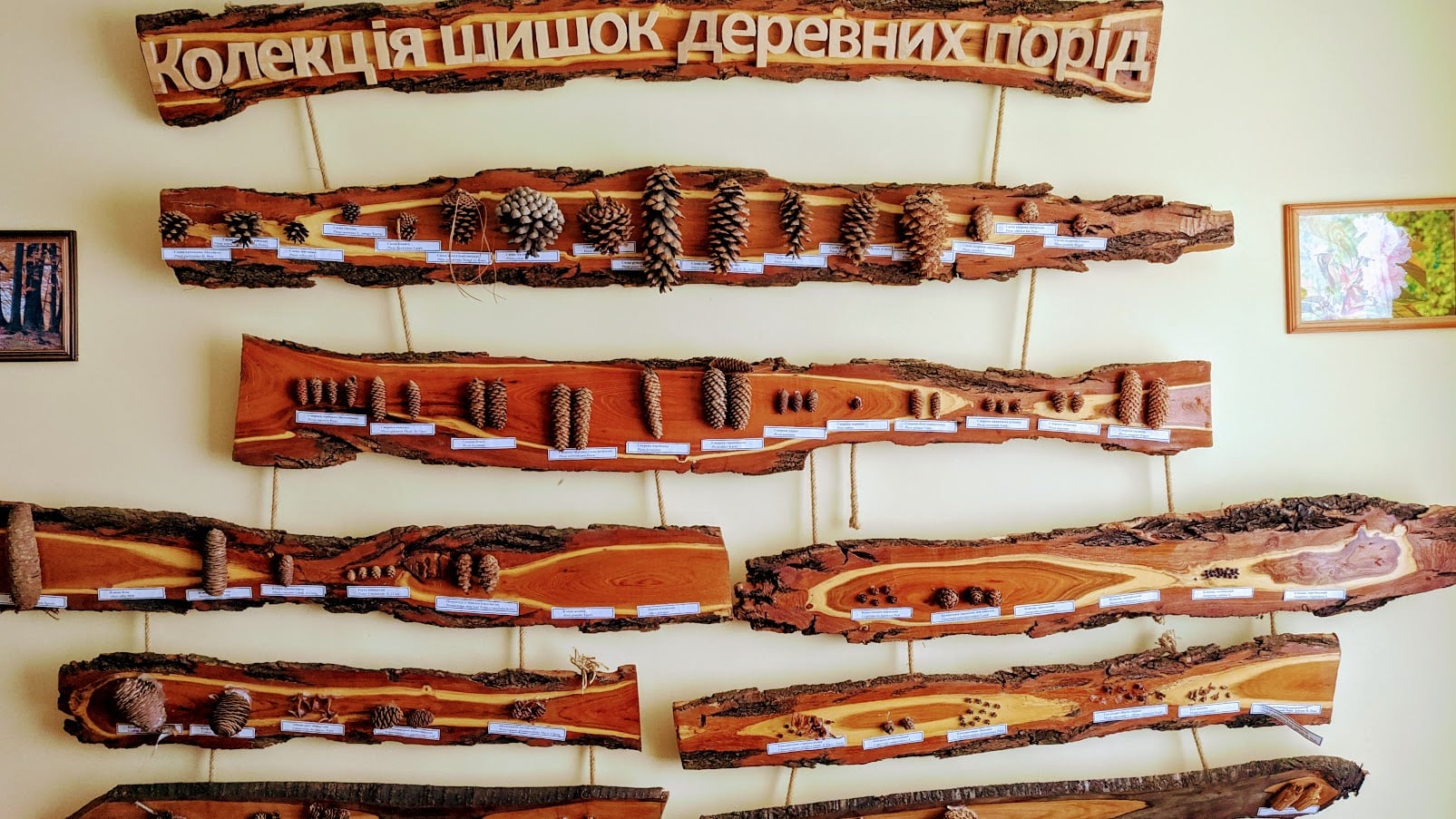 Колекція шишок деревних порід НПП Гуцульщина