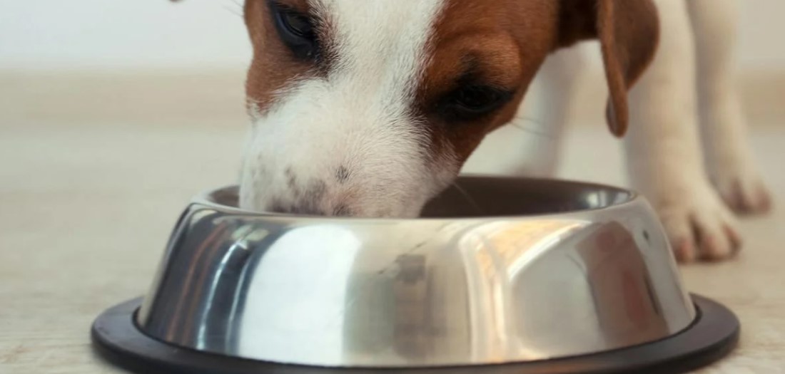 Разбираем питание вашей собаки: погружаемся в мир сухих кормов, консервов и лакомств
