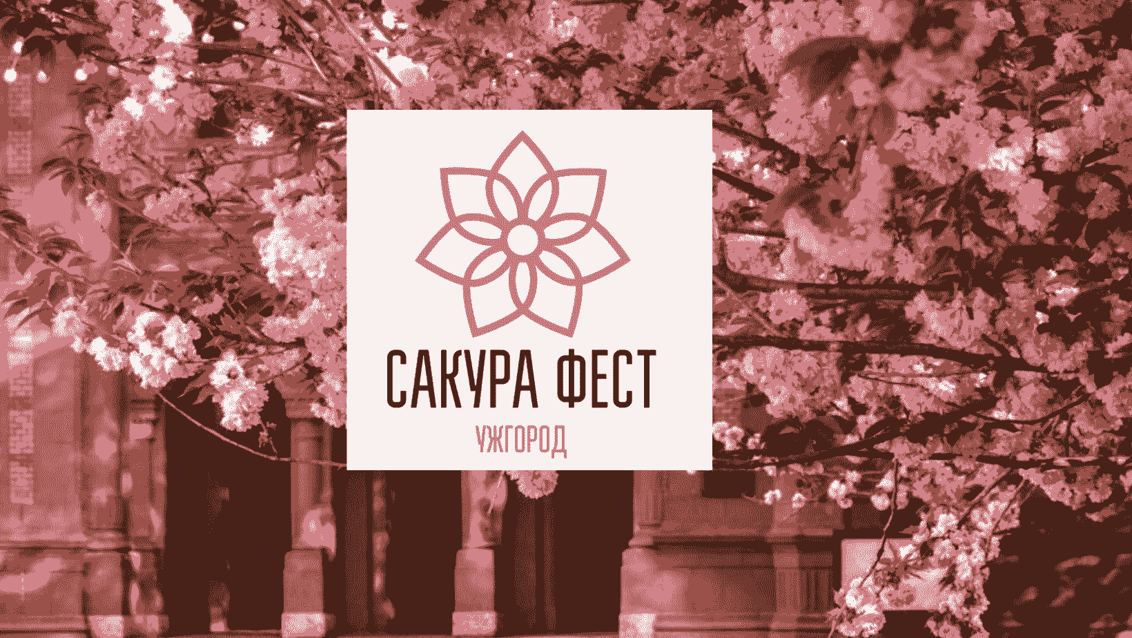 Цвітіння сакур під час Сакура фест 2026 в Ужгород — весняна атмосфера, прогулянки та події фестивалю