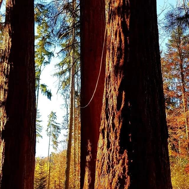 Карпатські секвоядендрони, мамонтові дерева. Фото: Taras Rishko