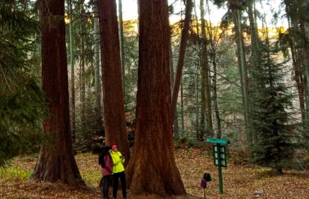 Доторкнись до вічності: Мамонтові дерева, Молочний камінь і жива історія Закарпаття — тільки у листопаді, тільки з Сергієм Прокопом.