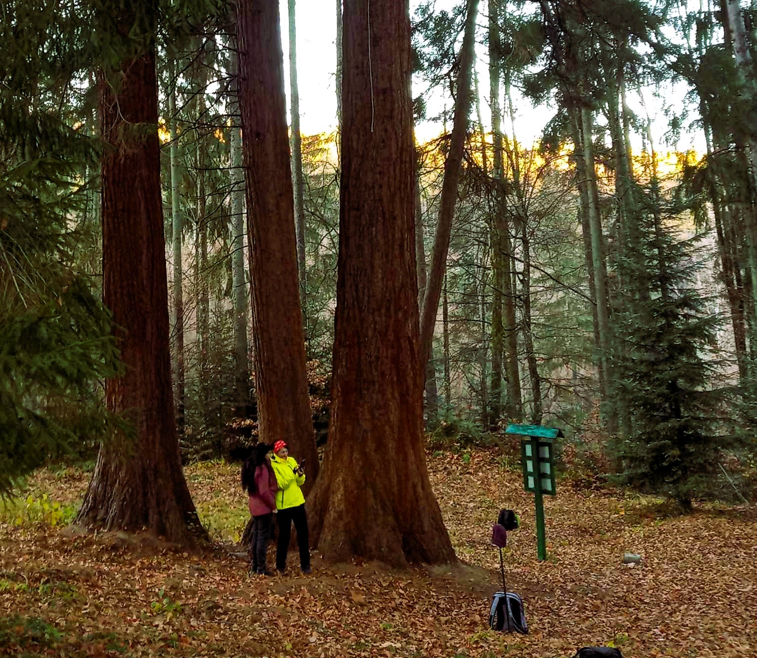Мамонтові дерева