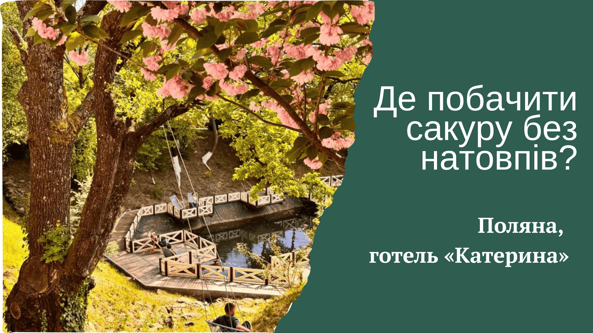 Сакури в Поляні