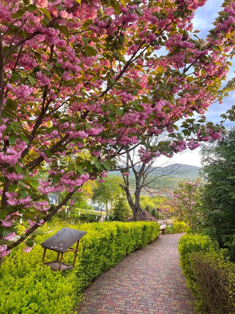 Відпочинок у Поляні