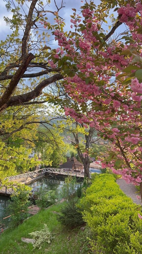 Сакура в Поляні квітне після Ужгорода